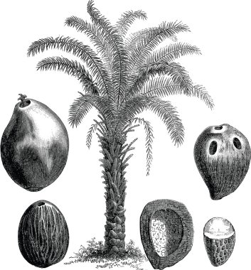 Vintage görüntü palmiye ağacı