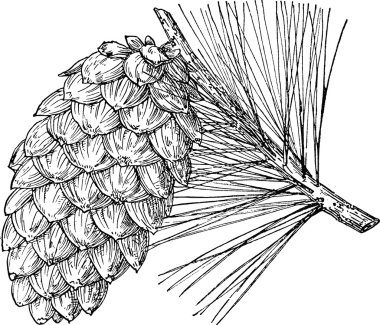 Vintage görüntü çam kozalağı