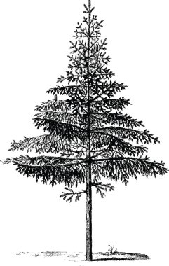 Vintage görüntü çam