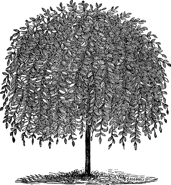 Vintage drawing tree — Stock Photo, Image
