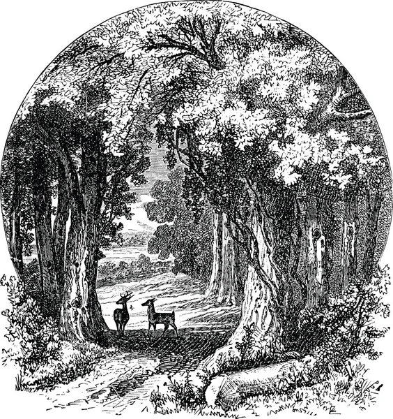 老式的绘图树 — 图库照片