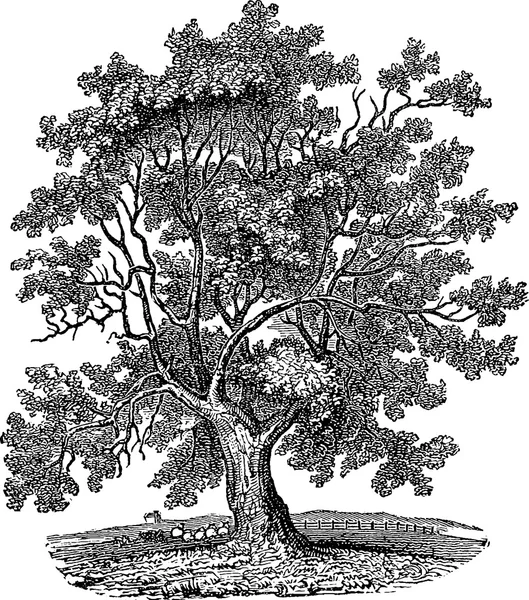 Vintage rysunek drzewa — Zdjęcie stockowe