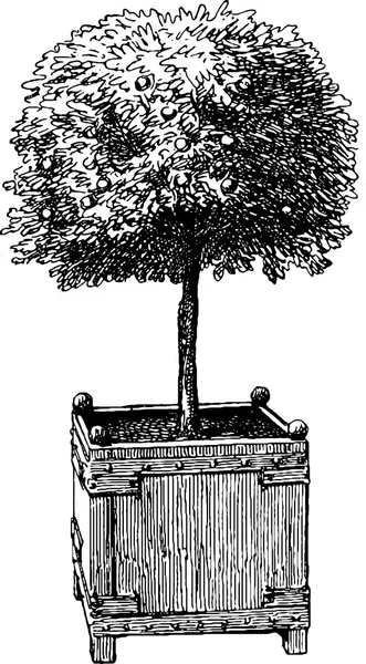 Vintage árvore de desenho — Fotografia de Stock