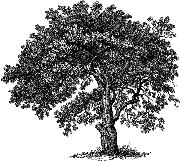 老式的绘图树 — 图库照片