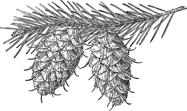 빈티지 이미지 소나무 콘 — 스톡 사진