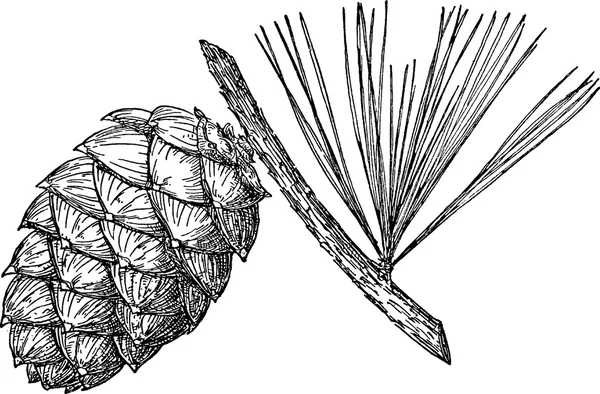 빈티지 이미지 소나무 콘 — 스톡 사진