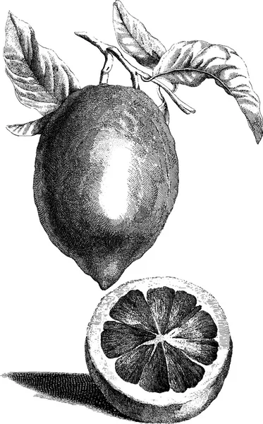 Ročník, kreslení citron — Stock fotografie