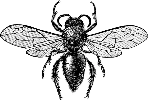 Vintage desenho abelha — Fotografia de Stock