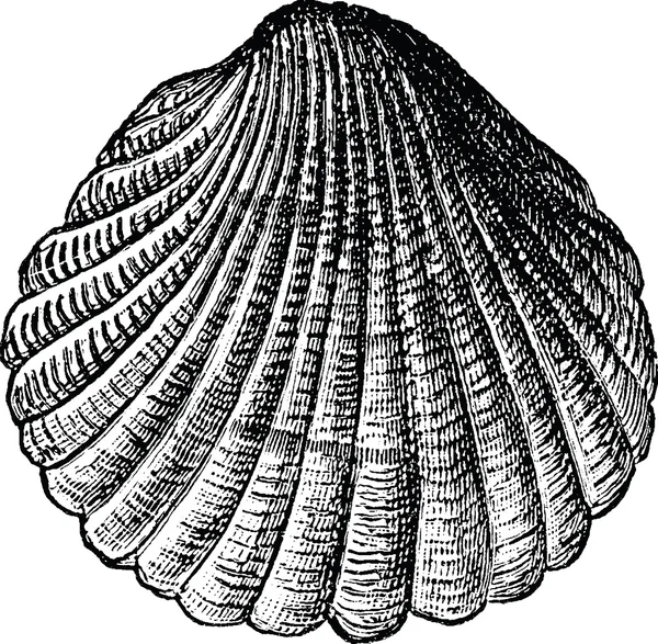 Ročníku ilustrace mořské mušle — Stock fotografie