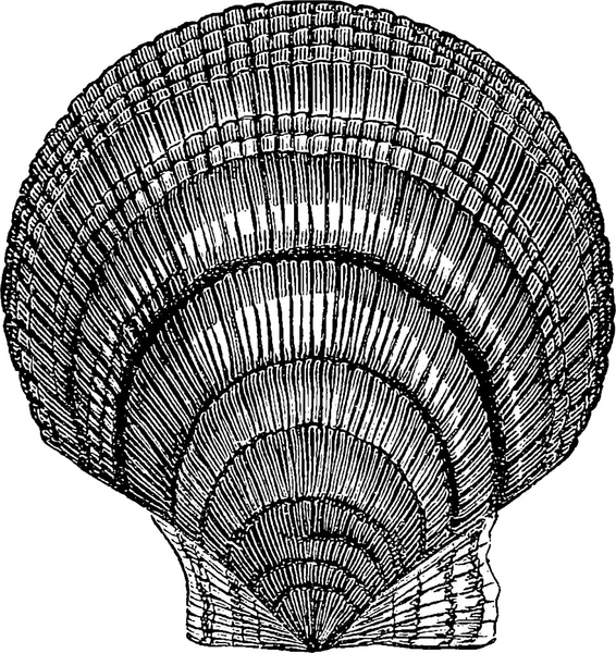 复古插画海贝壳 — 图库照片