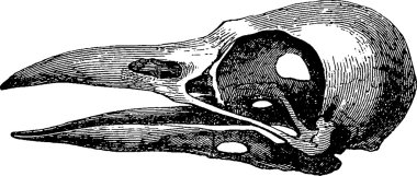 Vintage görüntü kafatası kuzgun