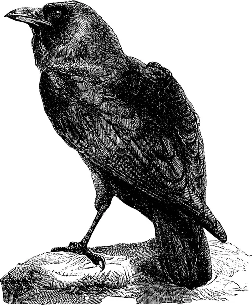 Vintage image raven — Stock Photo, Image