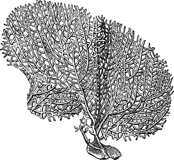 Вінтажний фан корал зображення — стокове фото