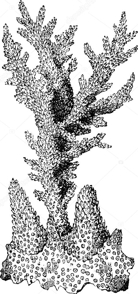 кораллы графика. кораллы графика. кораллы эскиз. кораллы рисунок. кораллы графика.