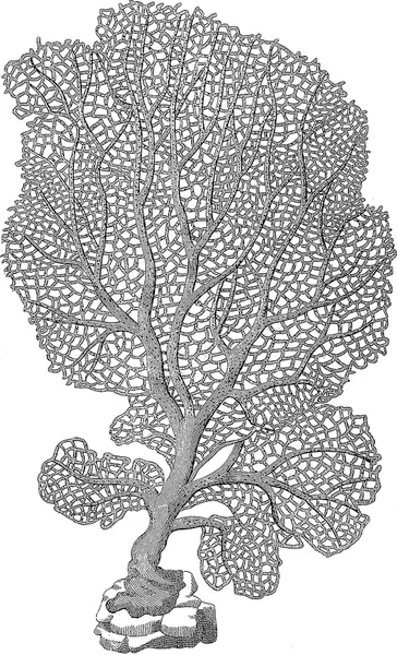 Вінтажний фан корал зображення — стокове фото