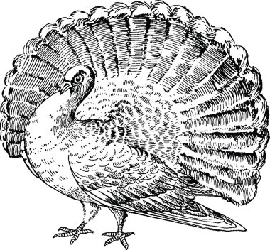 Vintage clipart güvercin 