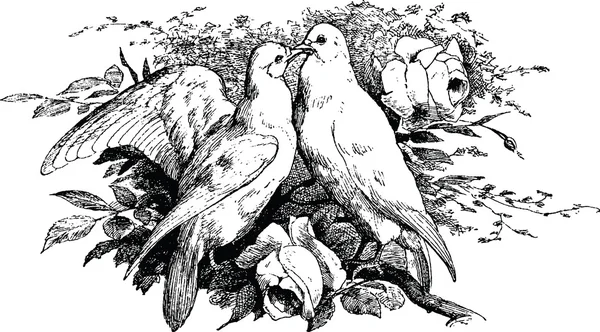 Pigeon clipart vintage — Photo