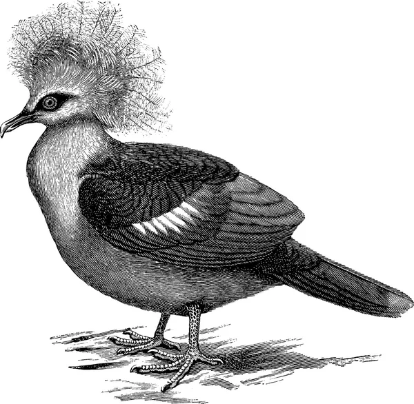 Pigeon clipart vintage — Photo