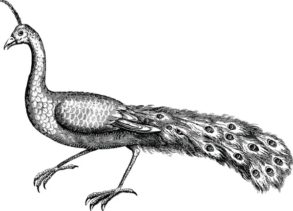 Vintage drawing peacock — Stock Photo, Image