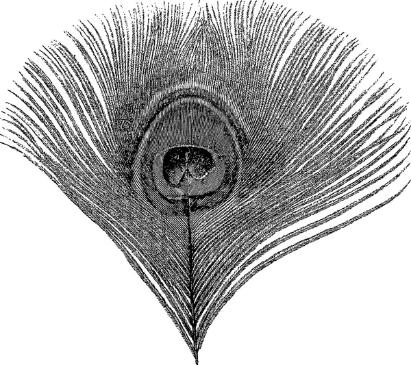 Vintage Zeichnung Pfauenfeder — Stockfoto