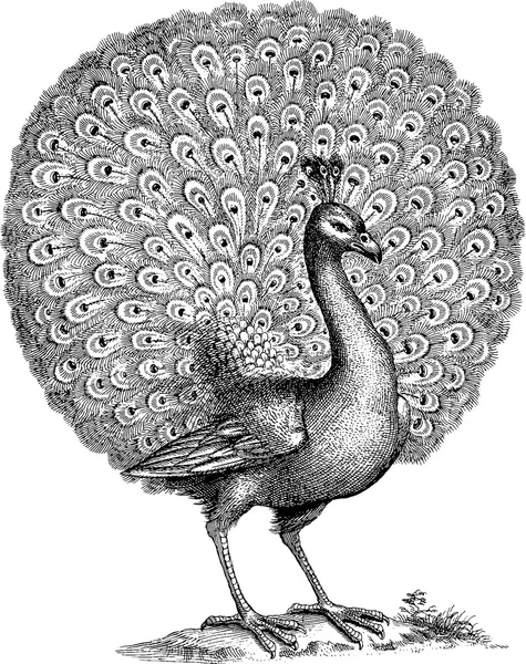 Vintage tekening peacock — Stockfoto