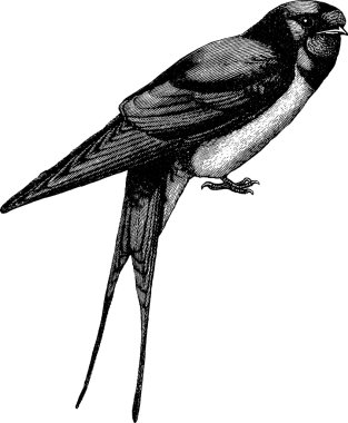 Vintage görüntü kırlangıç