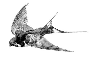 Vintage görüntü kırlangıç