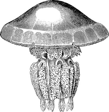 Vintage resim denizanası