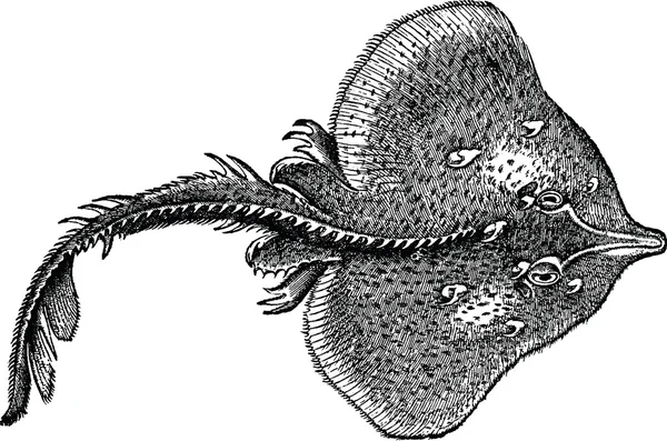 Винтажная рыба-луч — стоковое фото