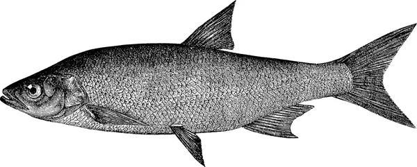 Марочні зображення риби — стокове фото
