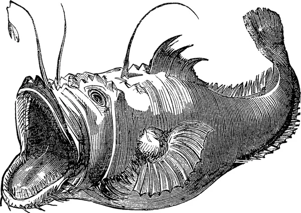 빈티지 사진 lophius 물고기 — 스톡 사진