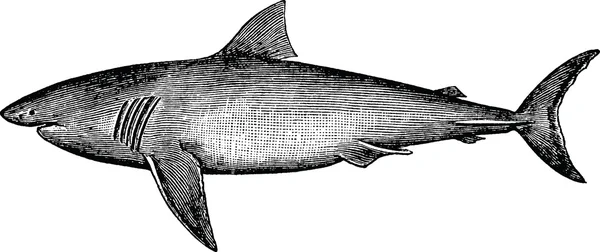 Винтажная рыба-акула — стоковое фото