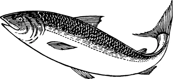 빈티지 사진 송어 물고기 — 스톡 사진