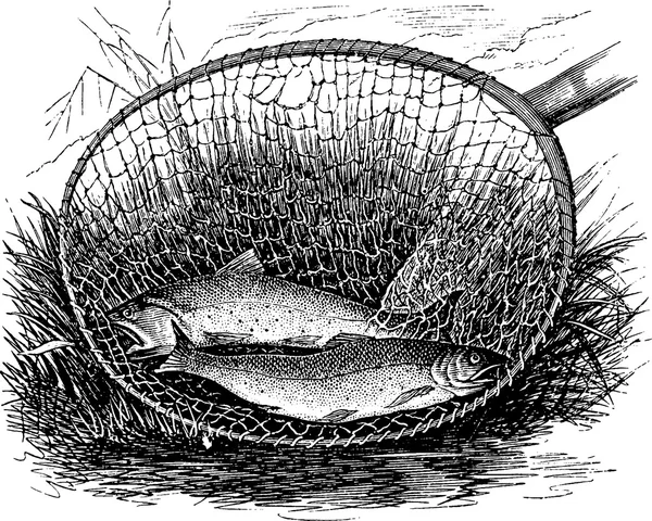 Imagem vintage peixe truta — Fotografia de Stock