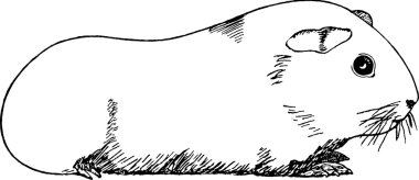 Vintage illustration guinea pig clipart