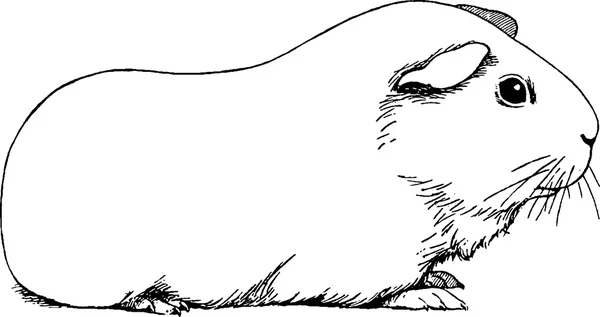 Винтажная иллюстрация морской свинки — стоковое фото