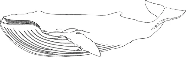 Vintage clipart whale — Stock Photo, Image