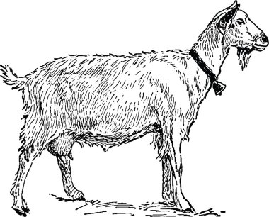 Vintage clipart keçi