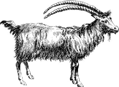 Vintage clipart keçi