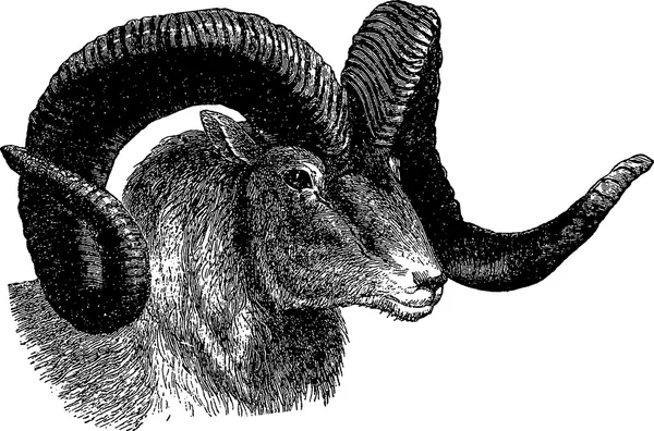 Vintage clipart mountain goat — Stock Photo, Image