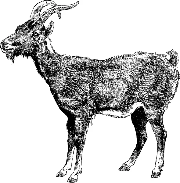Vintage clipart goat — Stock Photo, Image