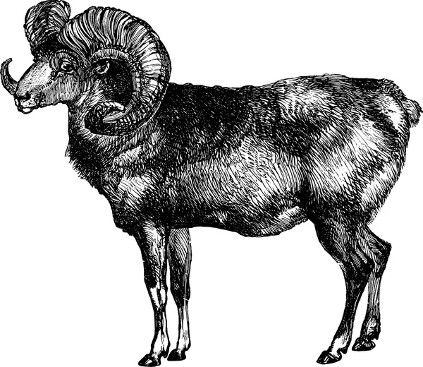 Vintage clipart mountain goat — Stock Photo, Image