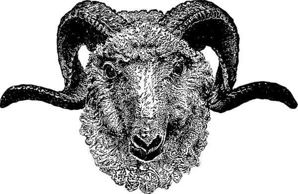 Vintage clipart goat — Stock Photo, Image