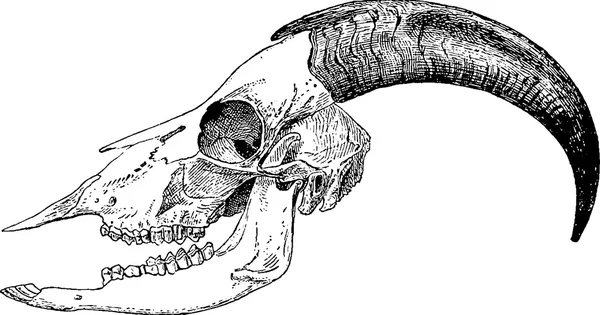 빈티지 아트 염소 두개골 — 스톡 사진
