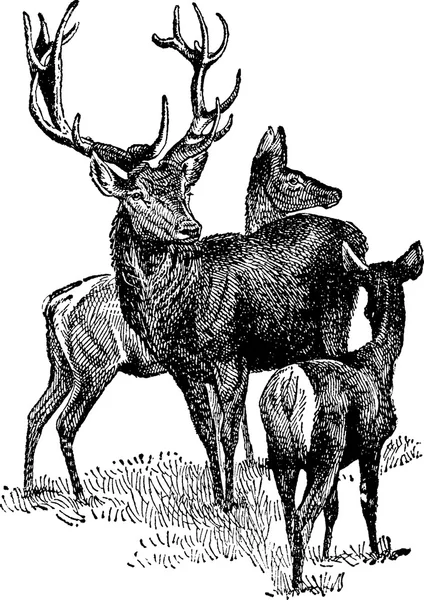 Image vintage 3 cerfs — Photo