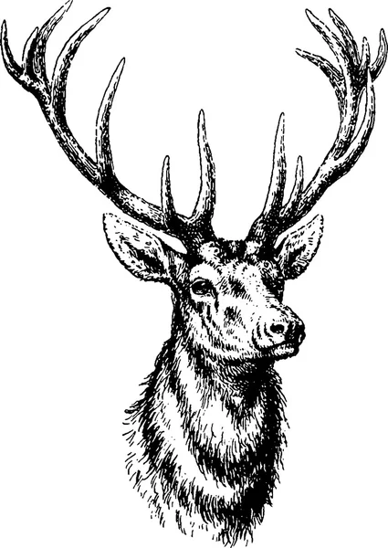 Vintage image deer head — Stock Photo, Image