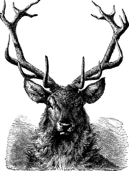 Cabeza de ciervo imagen Vintage — Foto de Stock