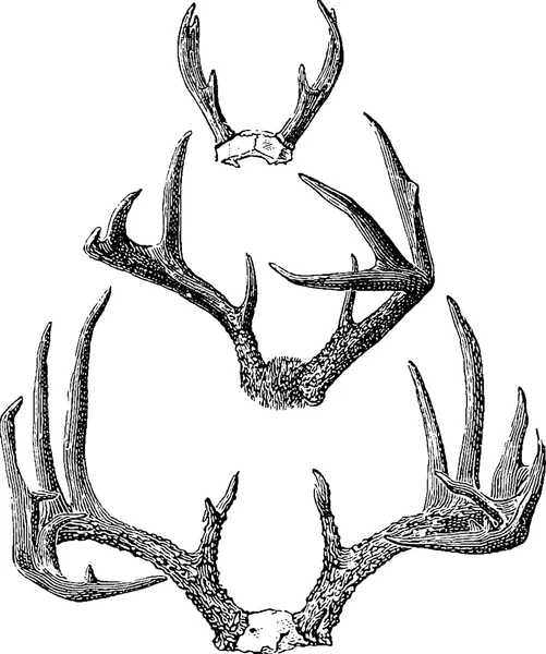 Vintage image deer antlers — Stock Photo, Image