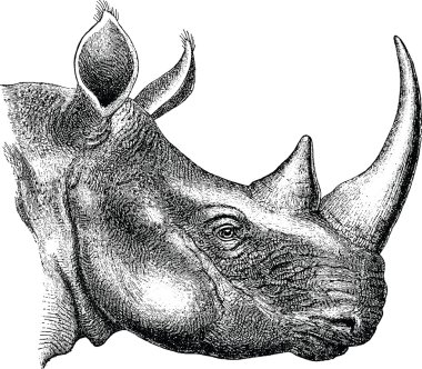 Vintage görüntü gergedan baş