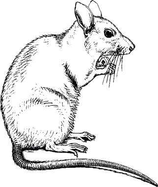 Vintage clipart fare